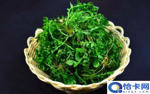 野菜纯天然有营养 野菜的多种做法