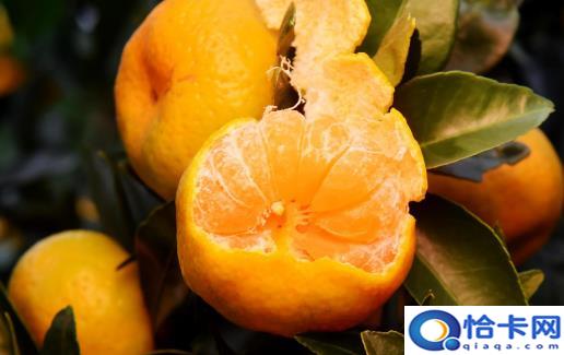 柑橘的营养及药用价值 挑选甜甜柑橘的方法