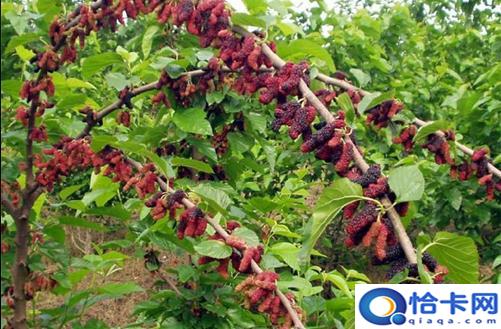 桑属于最常用的中草药之一 桑树各部分的药用价值