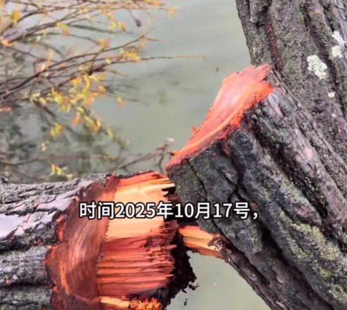 洱海网红“歪脖子树”遭人为砍断 游客痛心谴责破坏行为