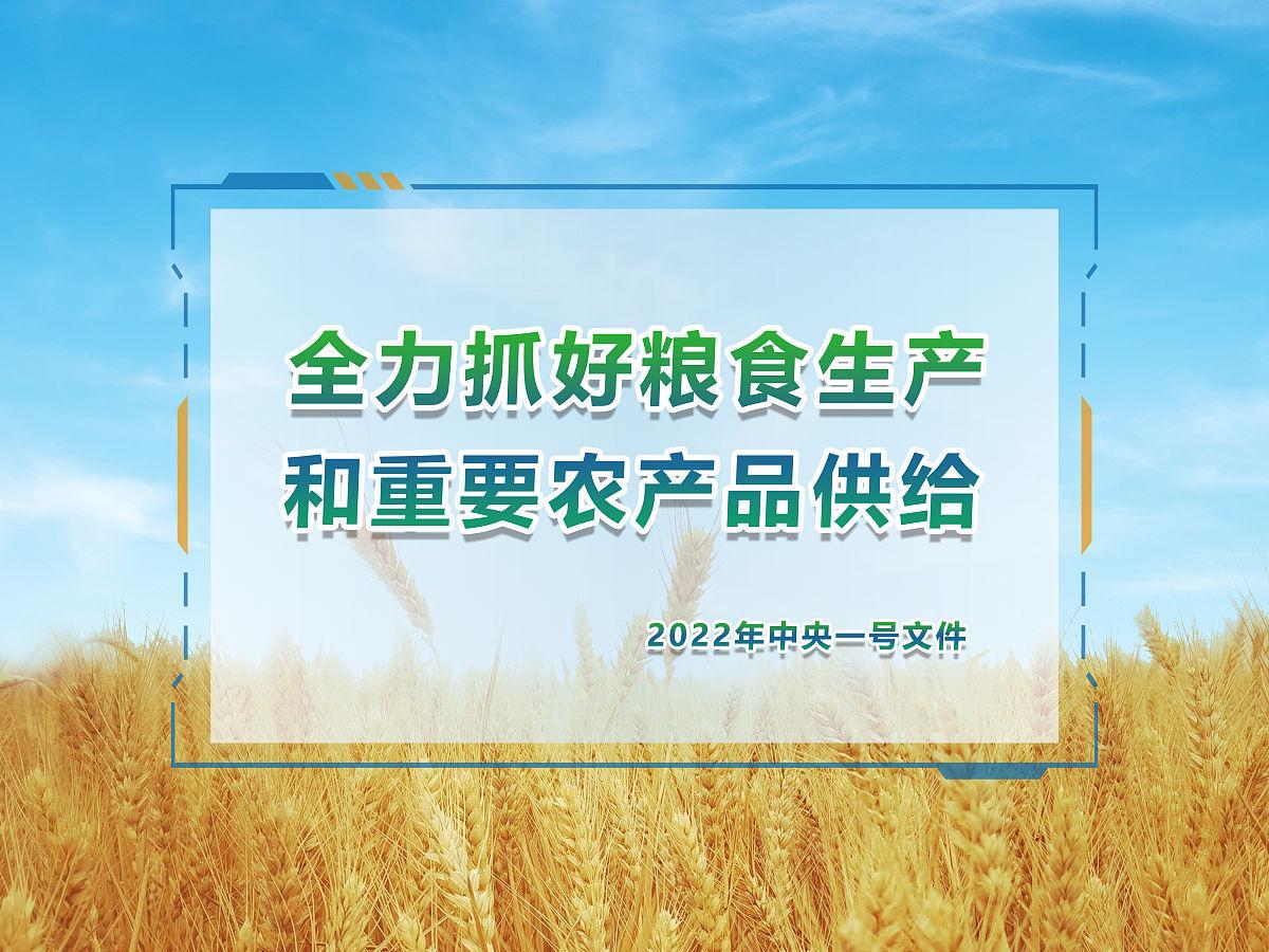 中国筑起粮食安全长城：从田间到餐桌的守护行动