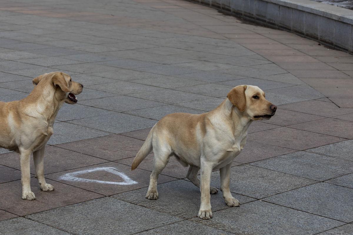 拉布拉多犬“开车上路”?当地交管局回应:切勿拿交通安全开玩笑