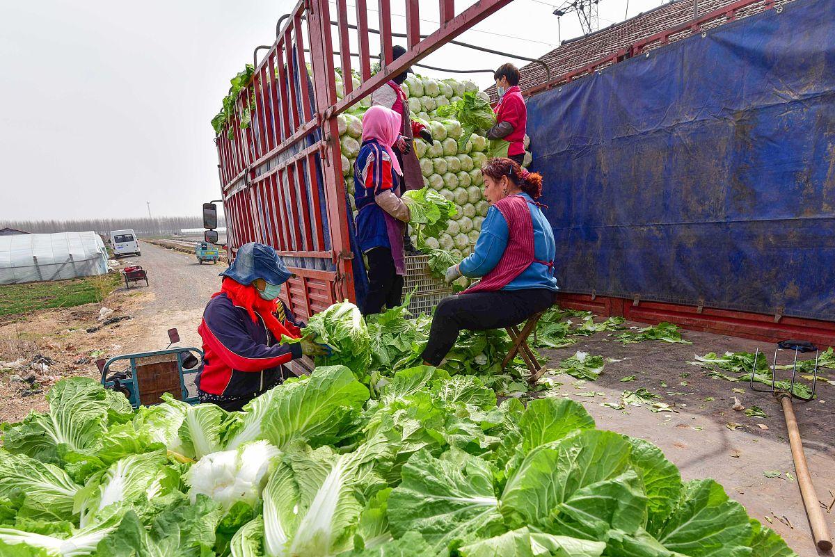 夫妻自驾内蒙古捡菜记:500斤免费蔬菜的意外收获