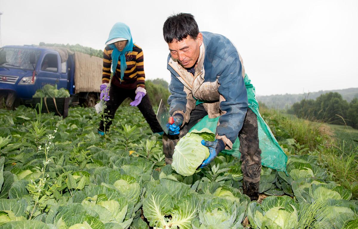 夫妻自驾内蒙古捡菜记:500斤免费蔬菜的意外收获