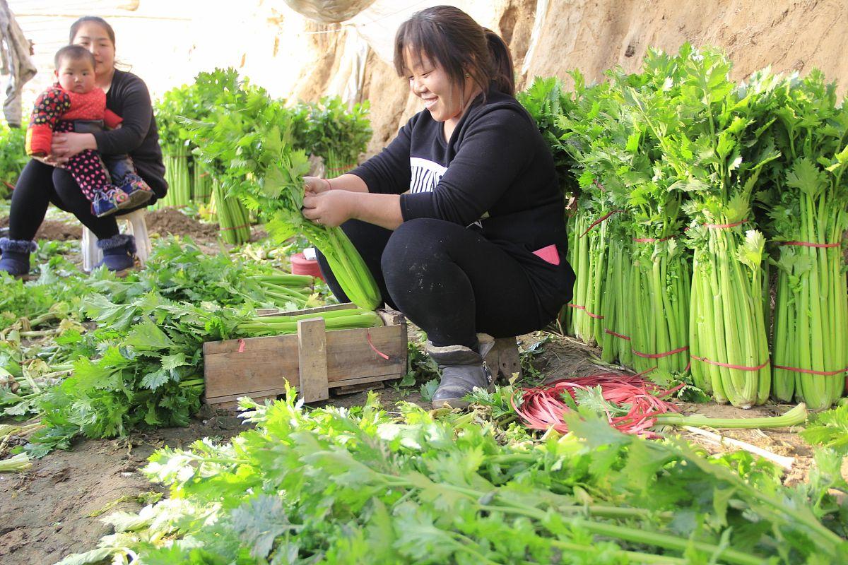 夫妻自驾内蒙古捡菜记:500斤免费蔬菜的意外收获