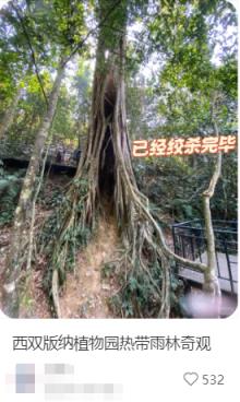 一种南方很常见的树 亲手策划了多起“谋杀案”(图1)