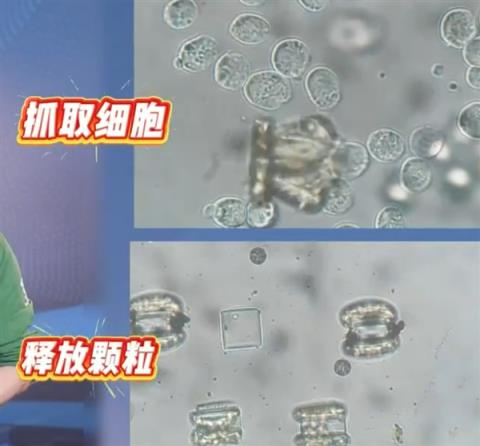 科幻成真！中国科学家造出纳米医生：不用挨针 直接吞下治病(图2)