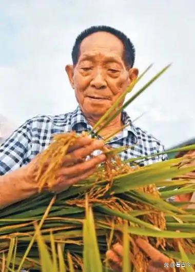 67岁“面筋爷爷”酷似袁隆平走红?他的善良朴实承载了这份情感