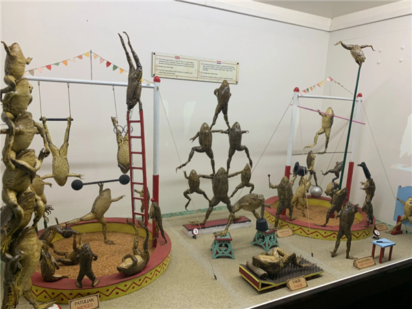 欧洲最怪博物馆:507只青蛙标本摆出人类姿势