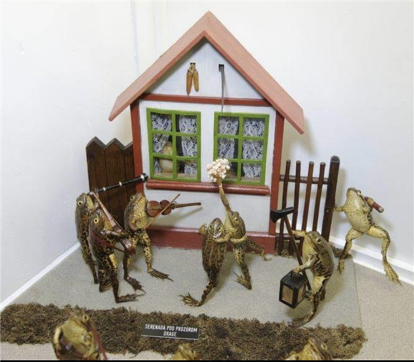 欧洲最怪博物馆:507只青蛙标本摆出人类姿势