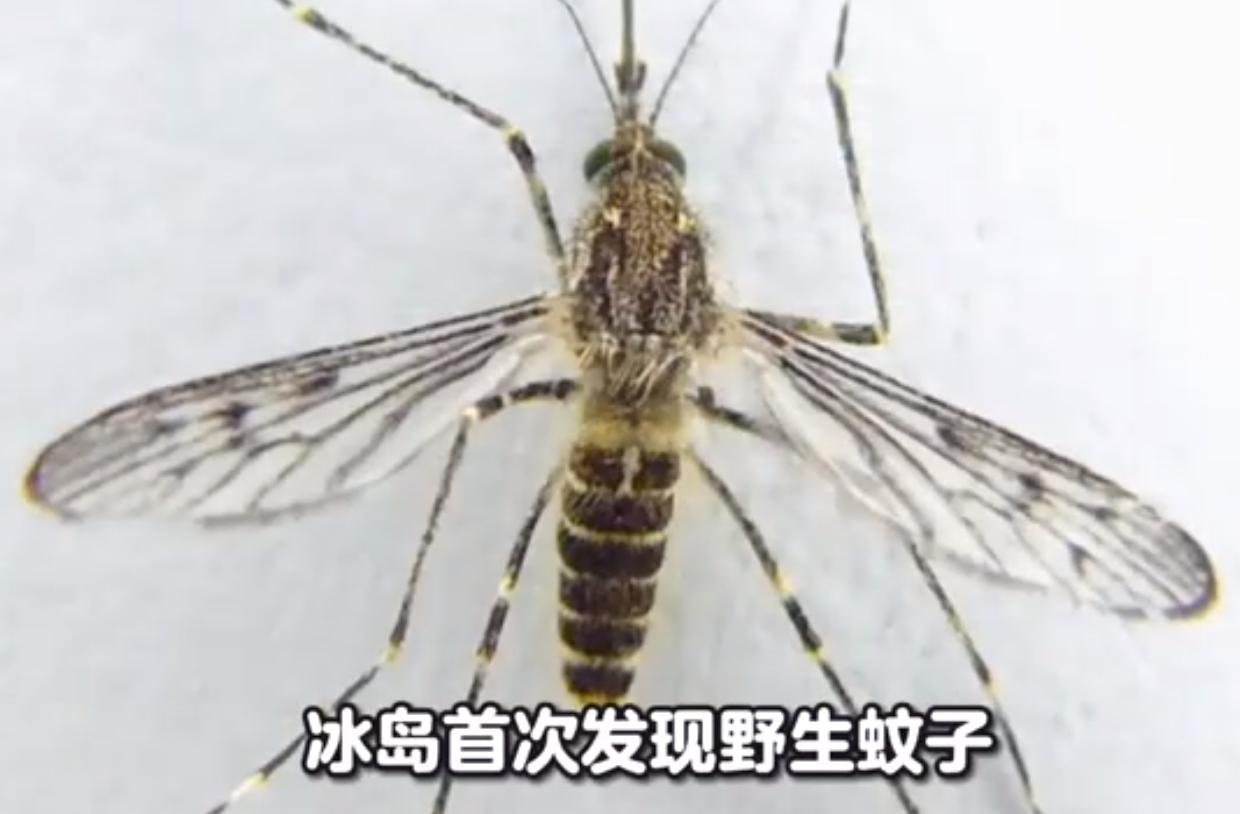 冰岛惊现首例蚊子踪迹:气候变化或为关键诱因