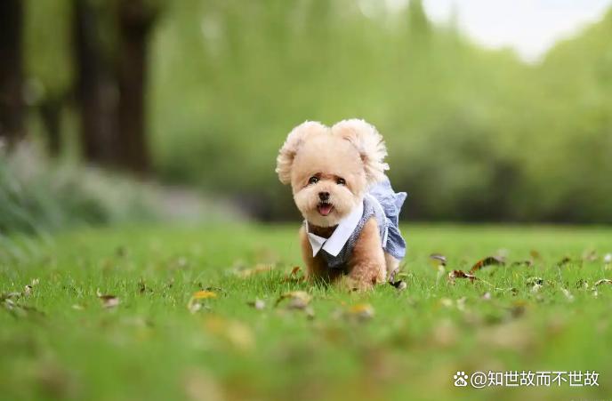 宠物能否坐上公交地铁?杭州明确说“不”?但多城市试点探索新道路!