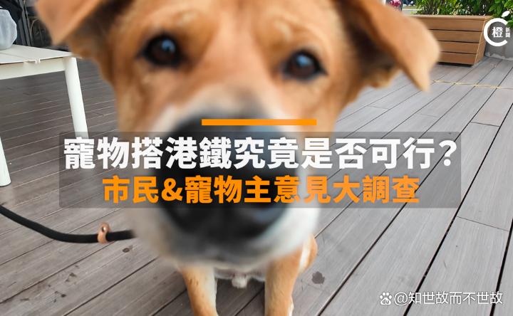 宠物能否坐上公交地铁?杭州明确说“不”?但多城市试点探索新道路!