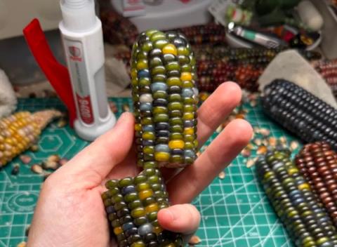 文玩玉米需求暴涨价格炒到上万元 医生:频繁盘可能损害健康(图1)