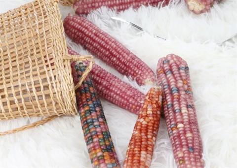 文玩玉米需求暴涨价格炒到上万元 医生:频繁盘可能损害健康(图2)