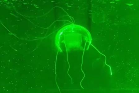 “水下幽灵”问世!西工大研制透明仿生水母机器人:功耗仅28.5毫瓦(图1)