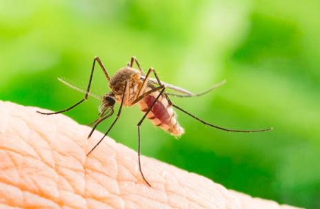 冰岛首次发现蚊子 气候变暖让极北岛屿更适宜生存(图1)