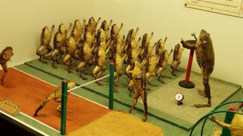 欧洲最怪博物馆:507只青蛙标本摆出人类姿势(图5)