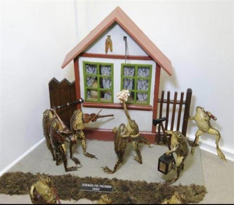 欧洲最怪博物馆:507只青蛙标本摆出人类姿势(图6)