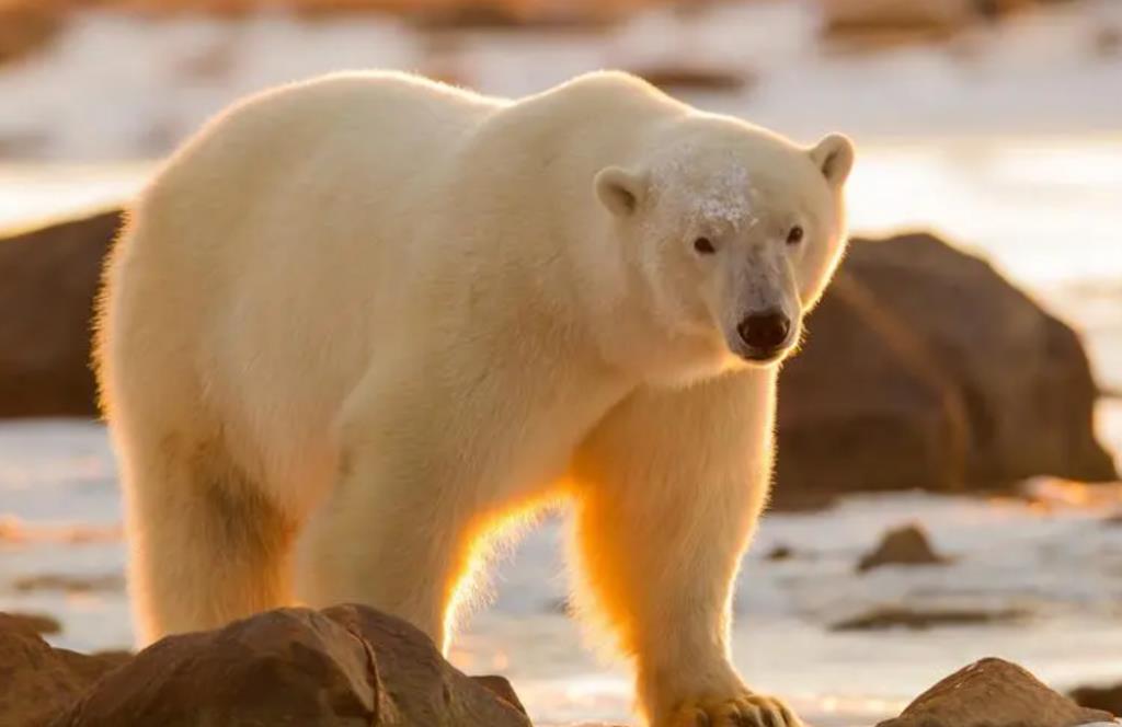 北极熊是什么颜色的皮毛？北极熊为什么不能在南极生存