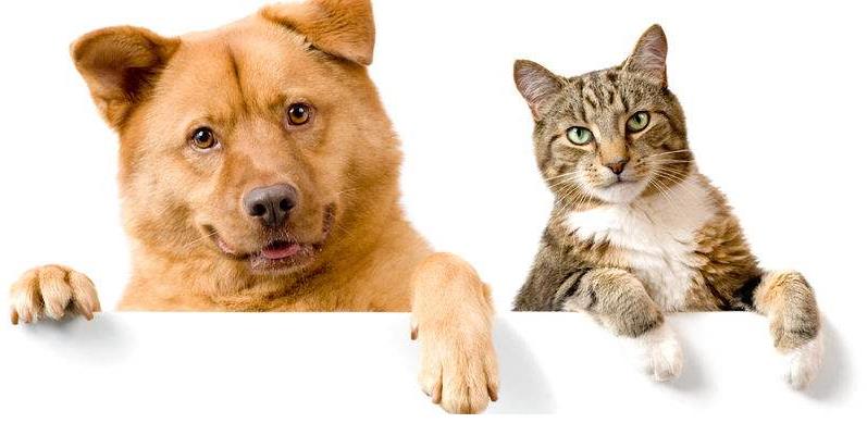 狗来富猫来穷是不是真的？养狗和猫哪个旺风水