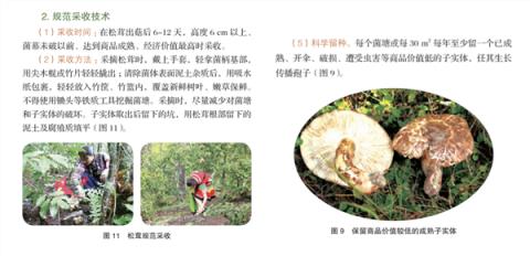 为什么强烈建议不要体验采蘑菇(图3)