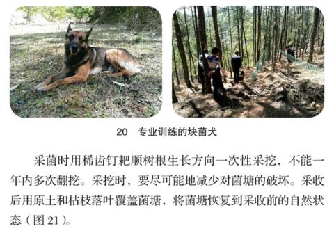 为什么强烈建议不要体验采蘑菇(图4)