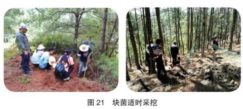 为什么强烈建议不要体验采蘑菇(图5)