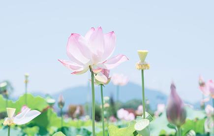 莲花的寓意是什么？莲花能不能随便送人