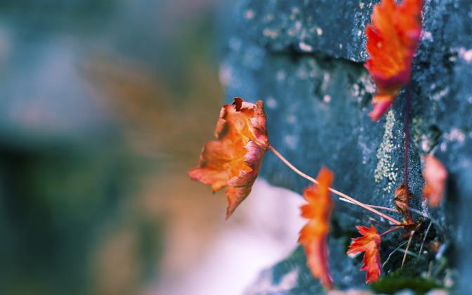 减肥酵素品牌排行榜_减肥酵素品牌排名_减肥酵素品牌排行榜