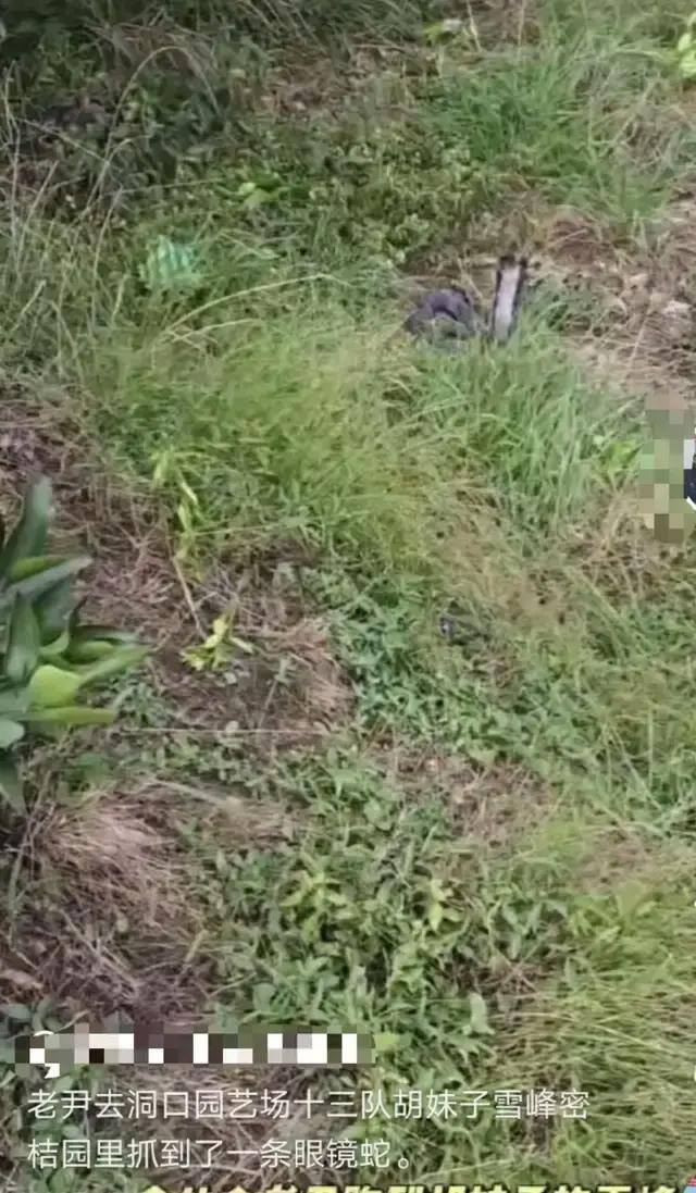 被蛇咬失联男子友人:他嫌贵没打血清 独居老人失踪引关注