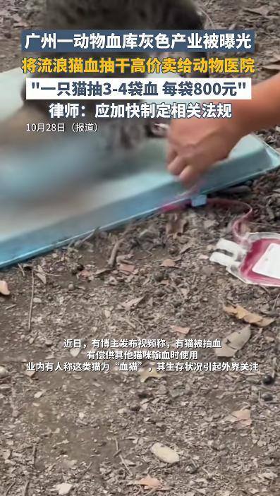 广州一动物血库灰色产业被曝光 缺乏监管引担忧