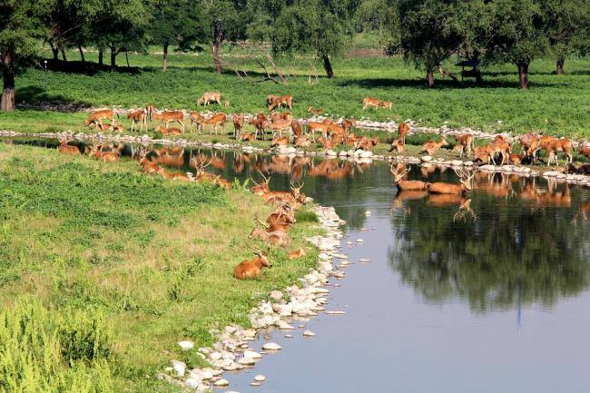 麋鹿回归四十年:一场跨国接力的物种拯救丨封面人物 重引进的成功范例