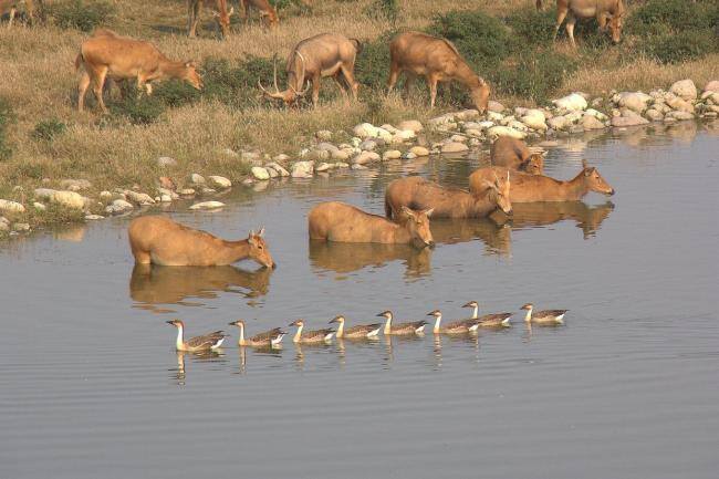 麋鹿回归四十年:一场跨国接力的物种拯救丨封面人物 重引进的成功范例