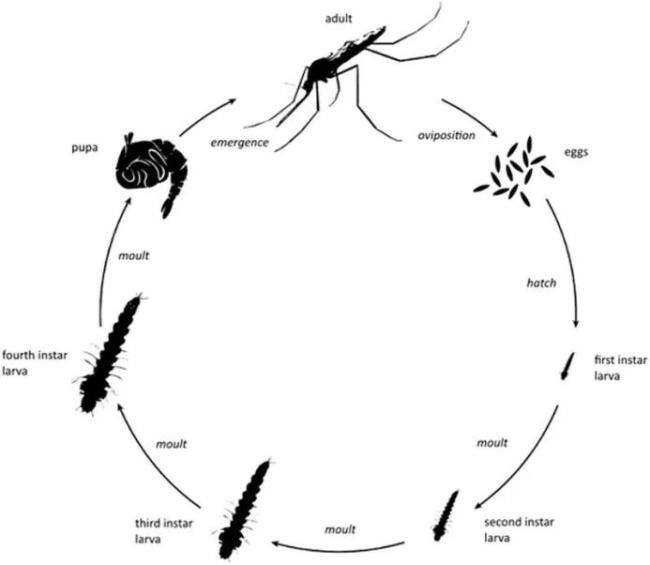 冰岛首次发现蚊子!世界上没有蚊子的地方,只剩这里了 气候变化打破无蚊纪录