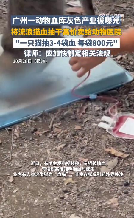 广州动物血库灰色产业链曝光 宠物医院“暗箱操作”引行业震荡