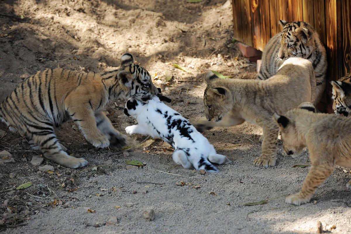 安徽野生动物园惊现狮虎厮杀 猛兽混养管理漏洞引担忧