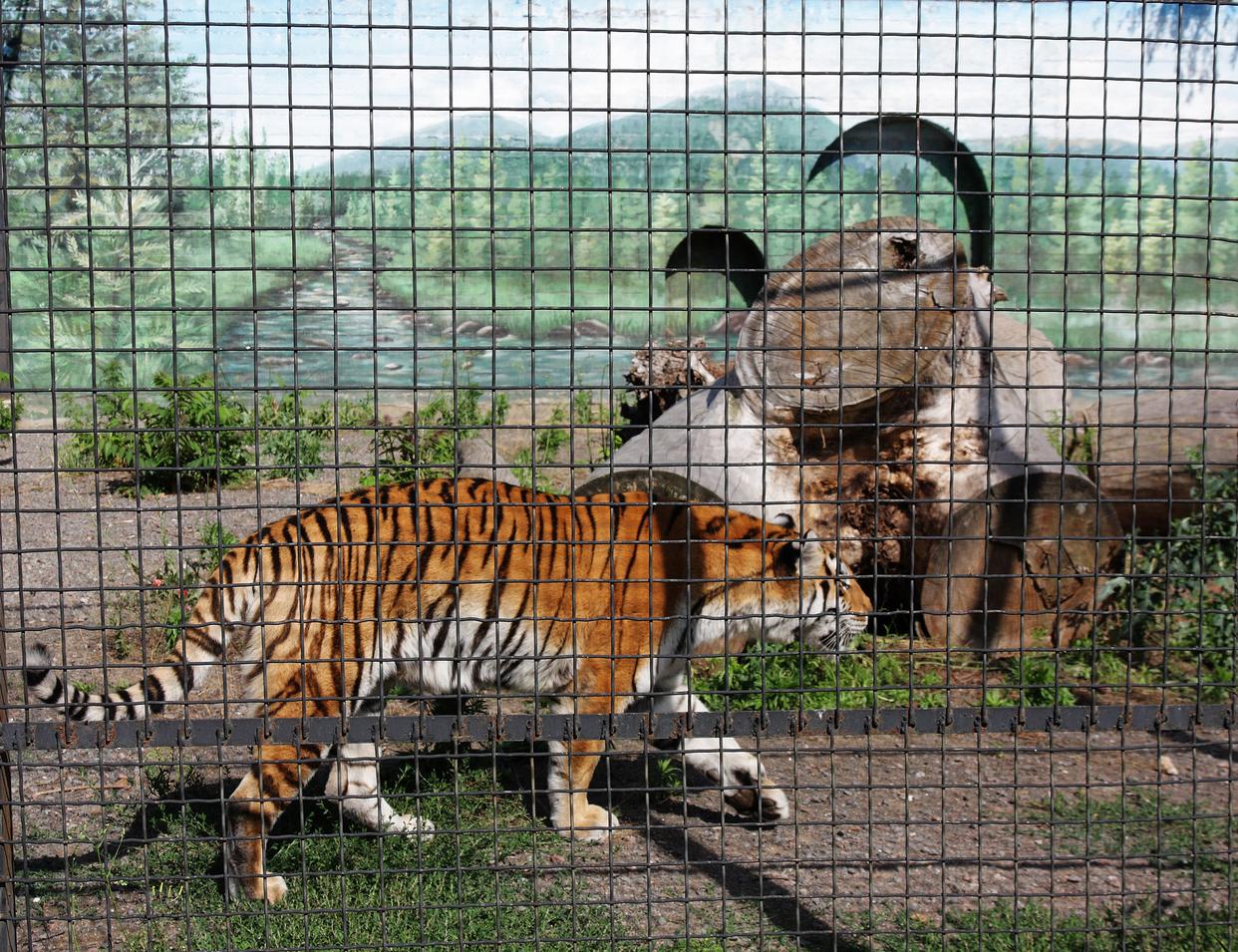 安徽野生动物园惊现狮虎厮杀 猛兽混养管理漏洞引担忧