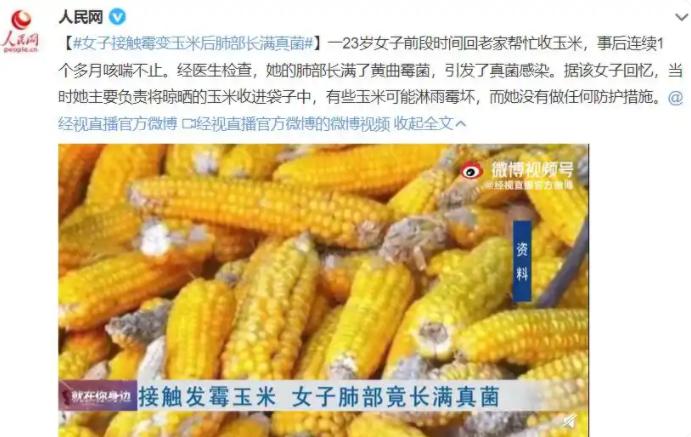 惊悚!女子接触发霉玉米后肺部全白 霉变食物成隐形“肺部杀手”