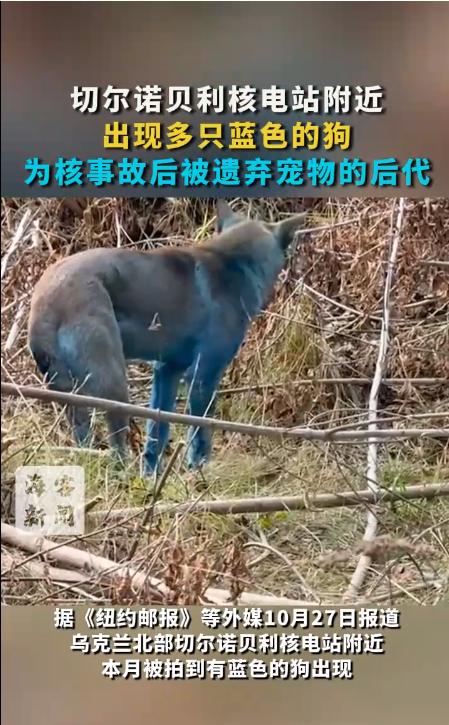 切尔诺贝利再现“蓝色犬群”:核辐射阴影下的变异警示
