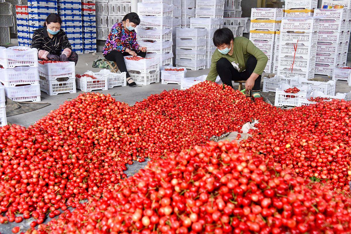 天价车厘子今冬上市:千元一箱背后的消费密码与产业真相