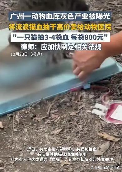 流浪猫沦为“移动血袋”:起底广州动物血库灰色产业链