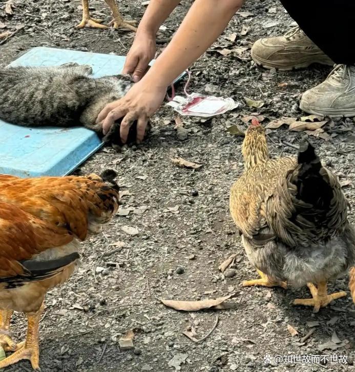 流浪猫沦为“移动血袋”:起底广州动物血库灰色产业链