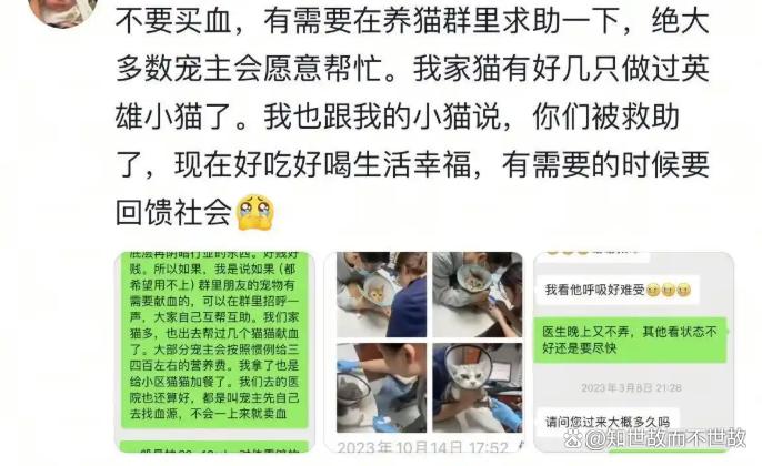 流浪猫沦为“移动血袋”:起底广州动物血库灰色产业链