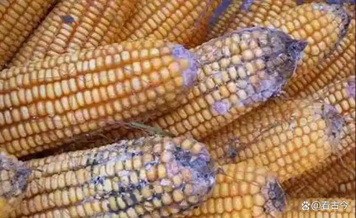 发霉玉米竟成肺部“杀手”?女子接触后肺部全白