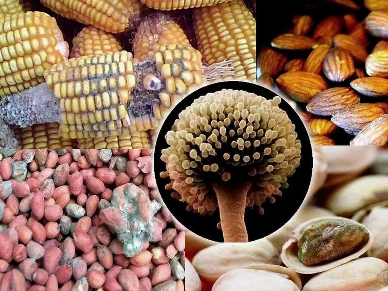 发霉玉米竟成肺部“杀手”?女子接触后肺部全白