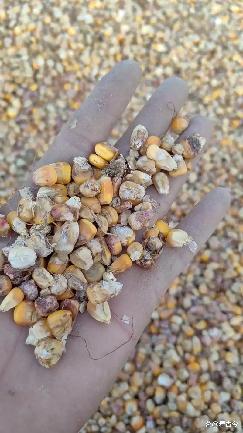 发霉玉米竟成肺部“杀手”?女子接触后肺部全白