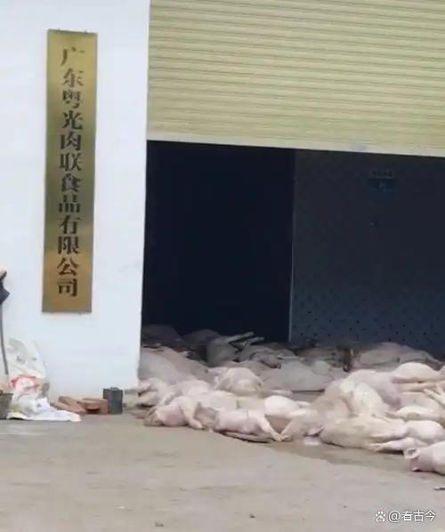 广东一地肉联公司200多头死猪堆满门口?涉嫌非法处置7人被控制