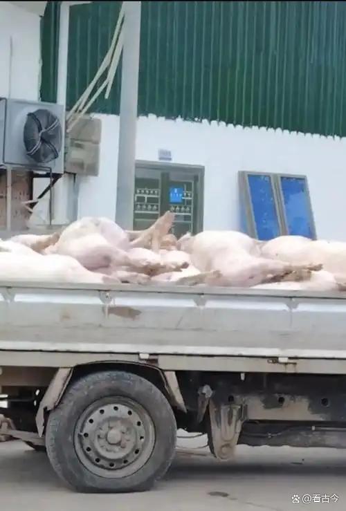 广东一地肉联公司200多头死猪堆满门口?涉嫌非法处置7人被控制