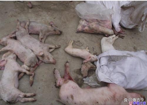 广东一地肉联公司200多头死猪堆满门口?涉嫌非法处置7人被控制